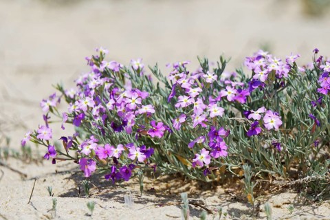Beach Ragwort (Malcolmia littorea)