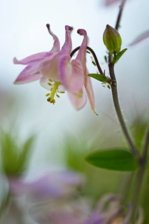 Columbine (Aquilegia vulgaris)