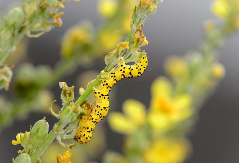 Caterpillar of the striped lychnis (Cucullia lychnitisi) on its forage plant