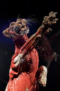 Taxidermy