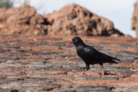 Red-billed Crow (Pyrrhocorax pyrrhocorax barbarus)