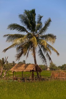 Palm tree at the lotus garden near Thap Cham