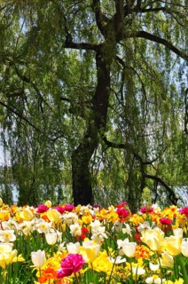 Tulip meadow