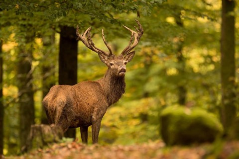 Red deer (Cervus elaphus)