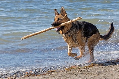 German Shepherd Dog