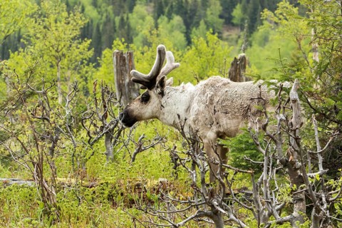 Caribou