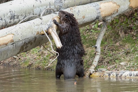 Canadian beaver