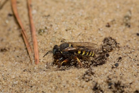Small-scale (Oxybelus argentatus) sympatric digger wasp