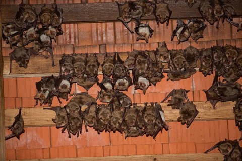 Greater mouse-eared bats (Myotis myotis)