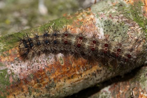 Gypsy moth (Lymantria dispar)