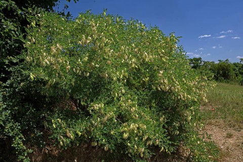 Bladder senna (Colutea arborescens)