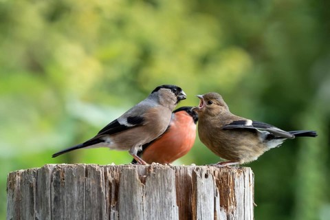 Eurasian bullfinch (Pyrrhula pyrrhula)