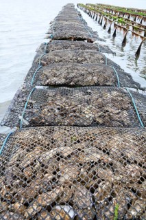 Pacific oyster (Crassostrea gigas)