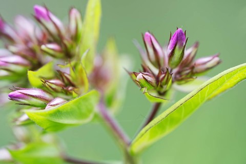 Garden phlox (Phlox paniculata)