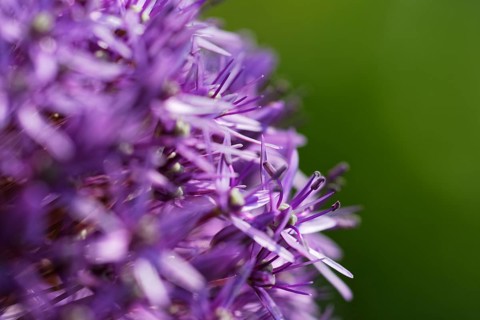 Globe leek (Allium aflatunense)