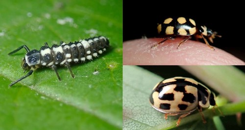 14-spotted ladybird (Propylea quatuordecimpunctata) or chequerboard ladybird