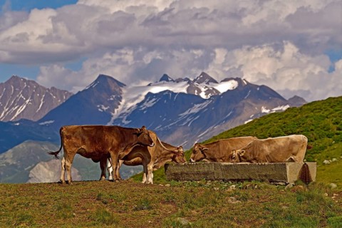 Cows on the Fiescheralp