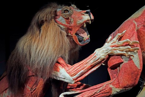 Taxidermy
