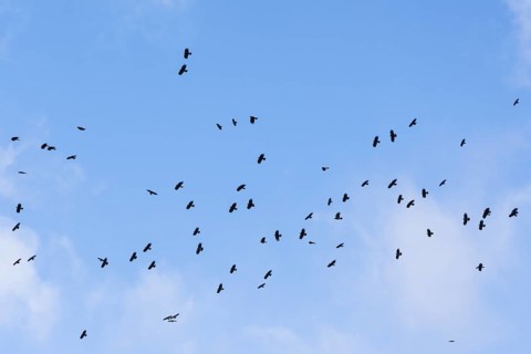 Red-billed Choughs (Pyrrhocorax pyrrhocorax barbarus) La Palma