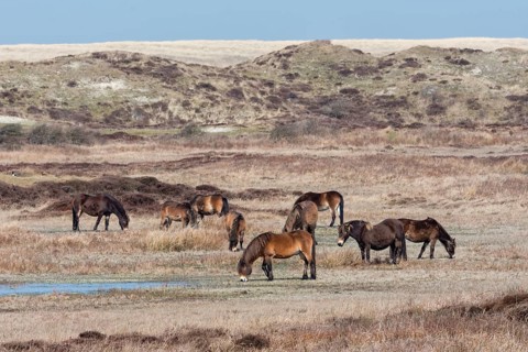 Exmoor Pony