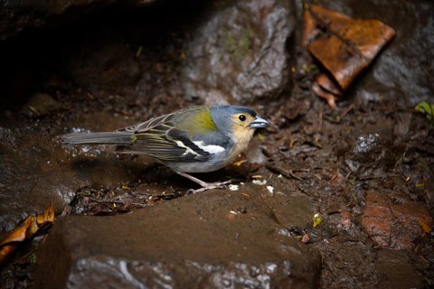 Madeira Chaffinch