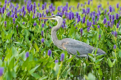 Great Blue Heron hunting for flowers and pike