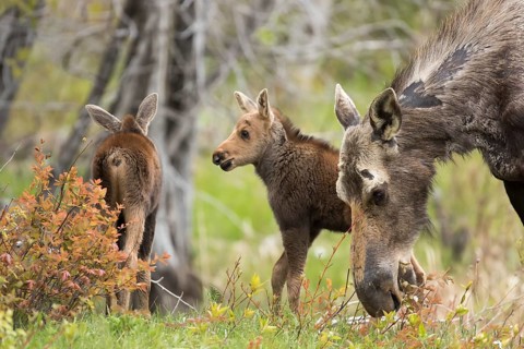 American elk