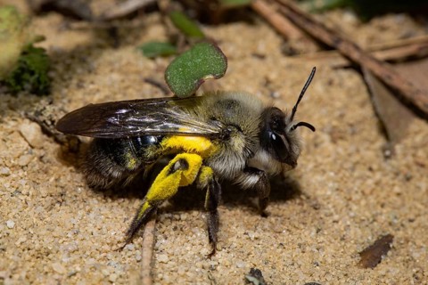 Grey-backed Mining-bee (Andrena vaga)