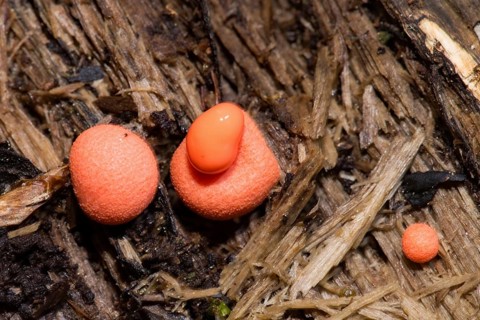 Wolf's milk (Lycogala epidendrum)