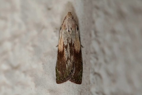 Garden rose tortricid moth (Acleris variegana)