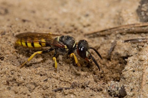 European beewolf (Philanthus triangulum)