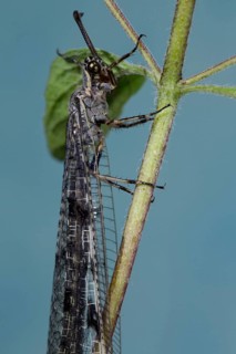 Antlion (Euroleon nostras)