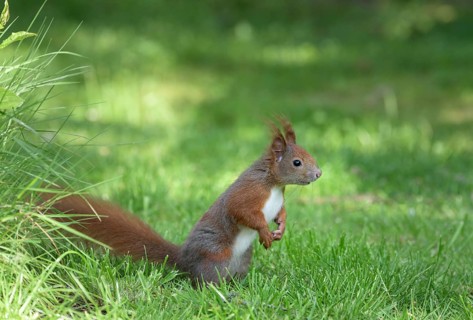 Eurasian red squirrel (Sciurus vulgaris) Squirrel Protection