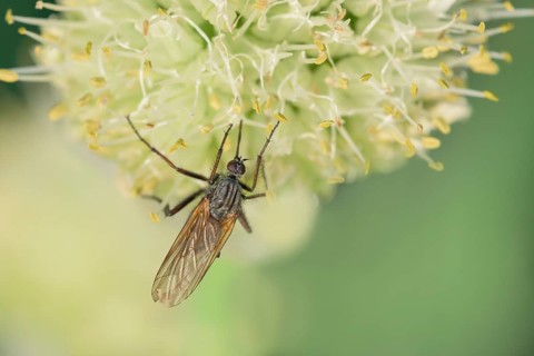 Empis tessellatav (Empis tessellata) Winter onion