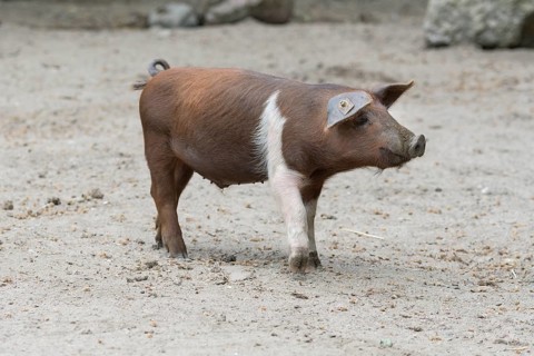 Arthur Husum Domestic Pig (Sus scrofa domesticus)