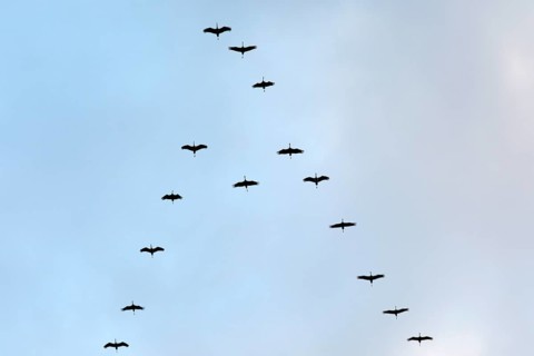 Cranes (Grus grus)