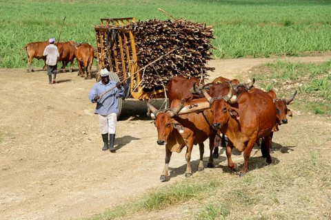Oxcart