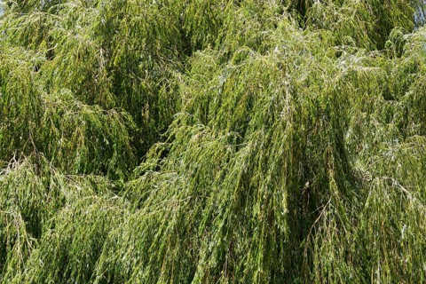 Weeping willow (Salix babylonica)