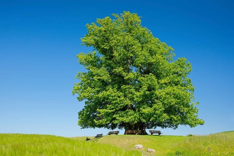 Linner Lime tree