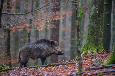 Wild Boar (Sus scrofa)