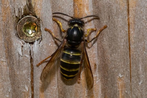 Median wasp (Dolichovespula media)