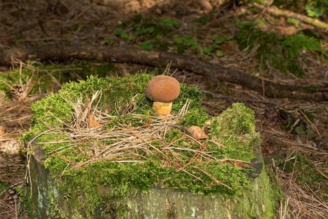Bay bolete (Imleria badia)
