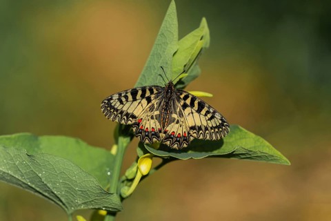 Southern festoon (Zerynthia polyxena)