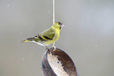Male Eurasian siskin (Spinus spinus) at feeding place