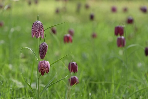 Snake's Head Fritillary (Fritillaria meleagris) Kiebitzei