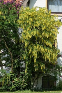 Golden rain