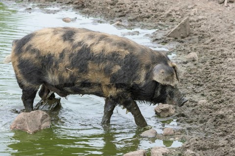 Turopolje-Domestic Pig (Sus scrofa domesticus)
