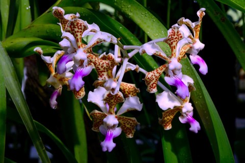 Orchid