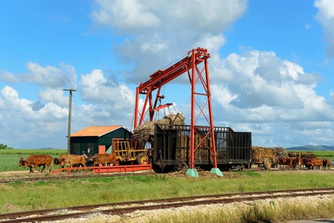 Oxcart