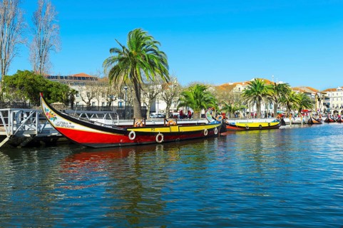 Moliceiros moored along the main canal